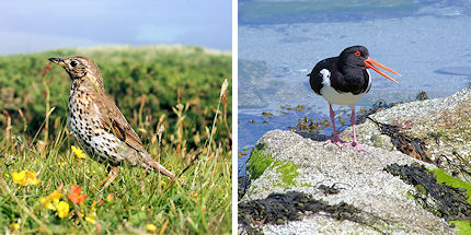 Spot the many species of birds on the isles